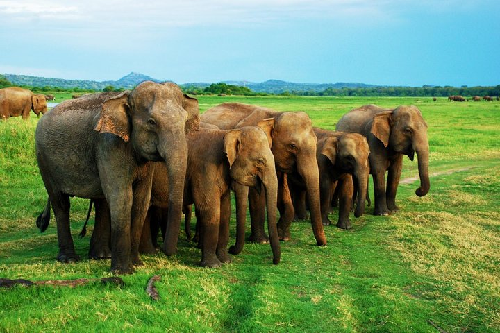 Minneriya National Park